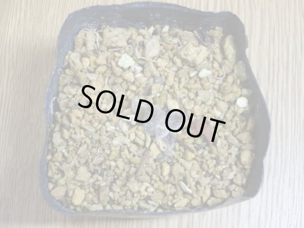 画像3: 濃色四国カッコソウ (3)