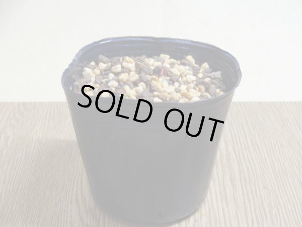 画像2: 日本カタクリ (2)