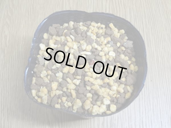 画像3: 日本カタクリ (3)