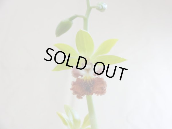 画像3: サルメンエビネ(1) (3)