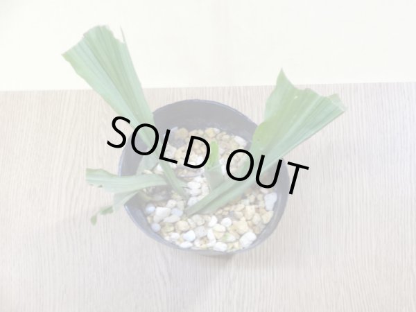 画像2: サルメンエビネ(3) (2)