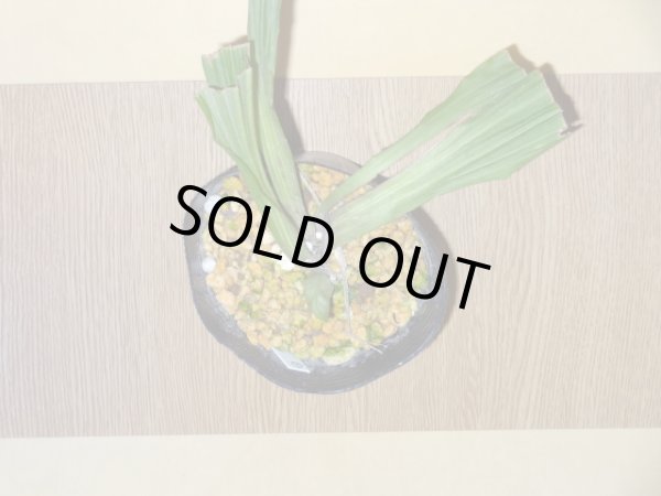 画像2: サルメンエビネ(2) (2)