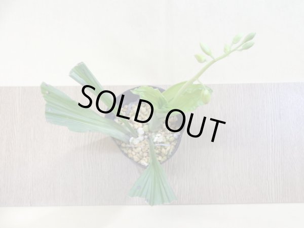 画像2: サルメンエビネ(1) (2)