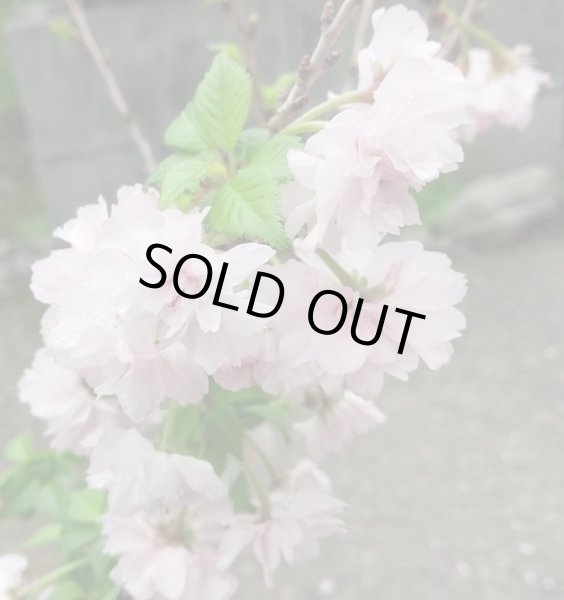 画像3: 八房富士桜 琳宝(4) (3)