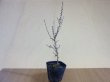 画像1: 八房富士桜 琳宝(2) (1)