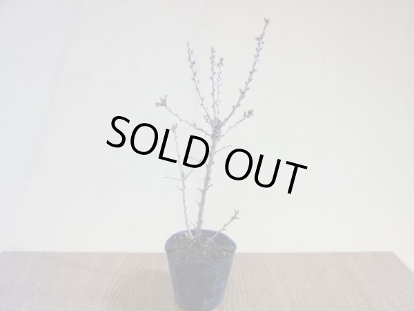 画像2: 八房富士桜 琳宝(5) (2)