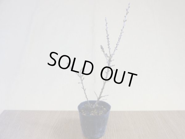 画像2: 八房富士桜 琳宝(3) (2)