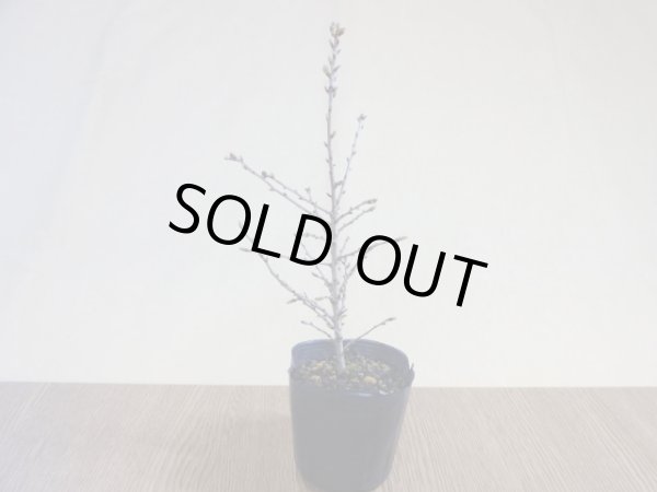 画像2: 八房富士桜 琳宝(1) (2)