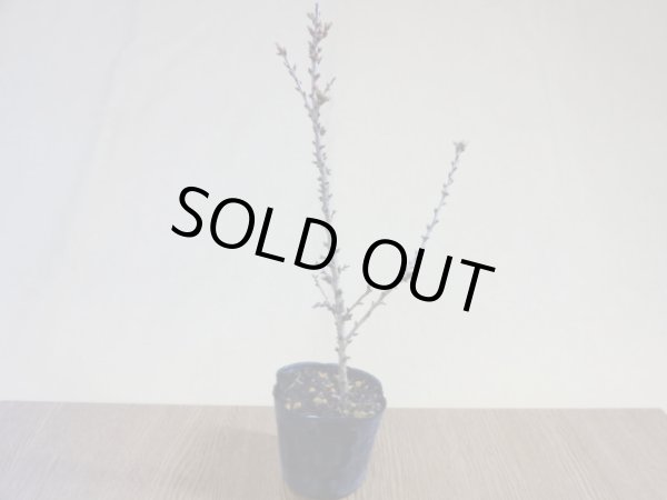 画像2: 八房富士桜 琳宝(4) (2)