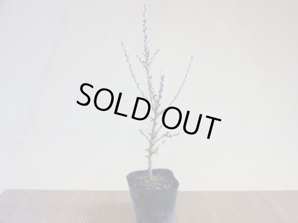 画像2: 八房富士桜 琳宝(2) (2)