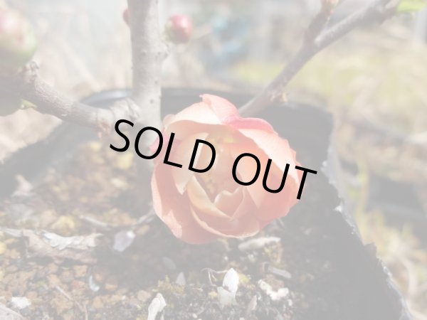 画像3: 八重咲長寿梅(2) (3)