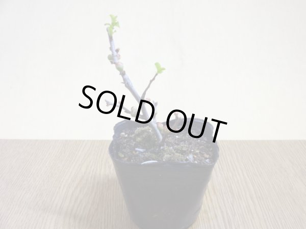 画像2: 八重咲長寿梅(5) (2)