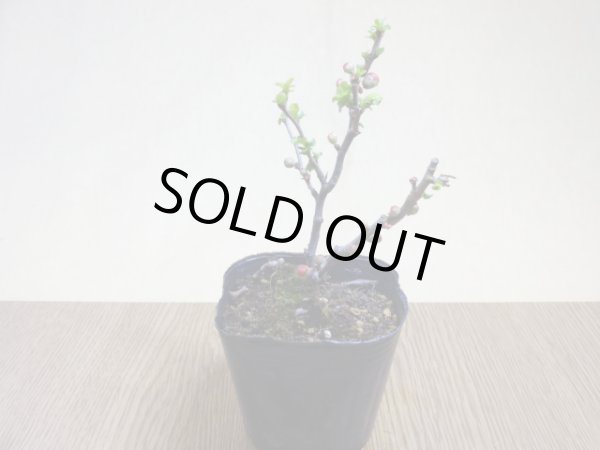 画像2: 八重咲長寿梅(3) (2)