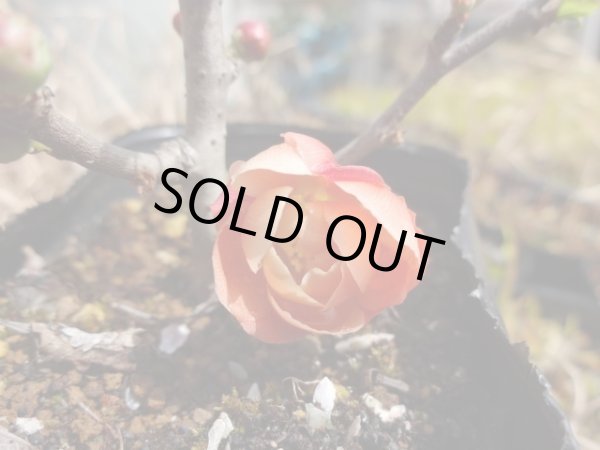 画像3: 八重咲長寿梅(5) (3)