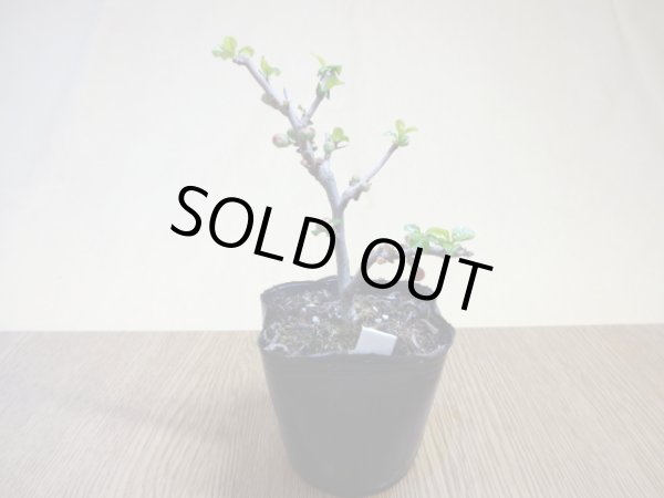 画像2: 八重咲長寿梅(1) (2)