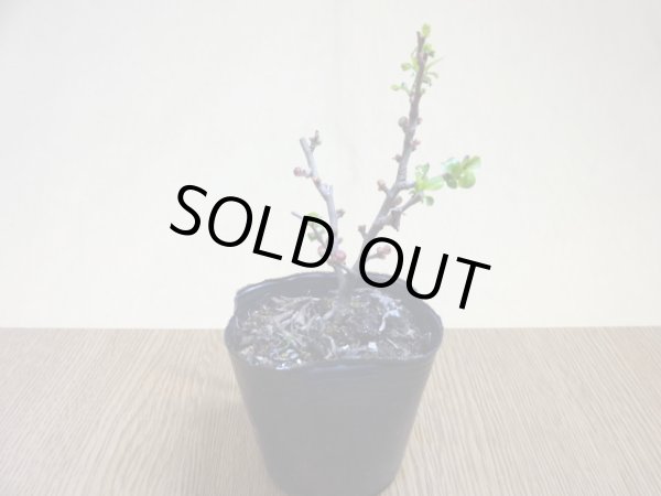 画像2: 八重咲長寿梅(2) (2)