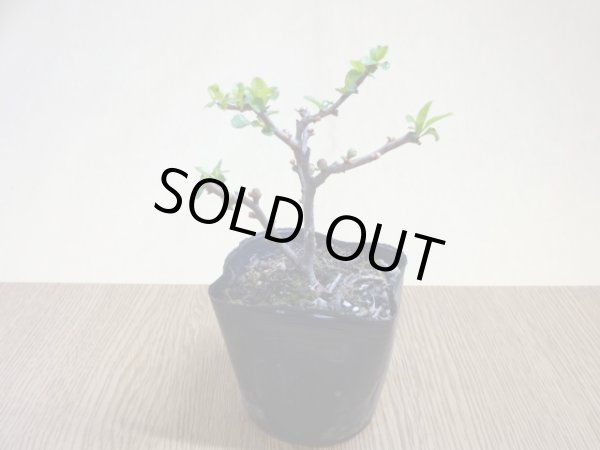 画像2: 八重咲長寿梅(4) (2)