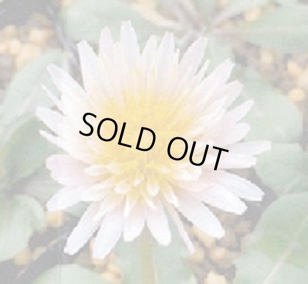 画像2: 桃花タンポポ (2)