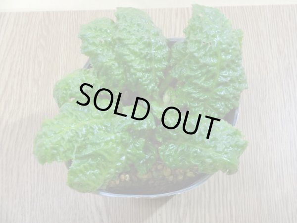 画像2: 桃花イワタバコ (2)