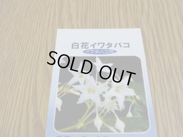 画像3: 白花イワタバコ (3)