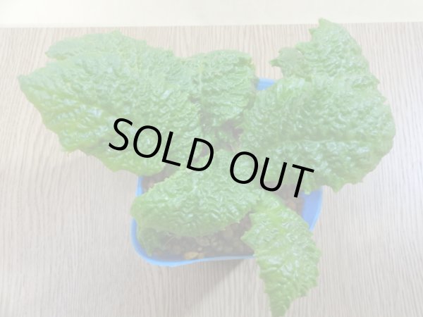 画像2: 濃紫イワタバコ (2)