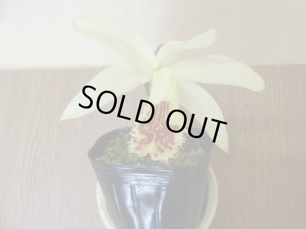 画像2: 黄花大輪トキソウ (2)