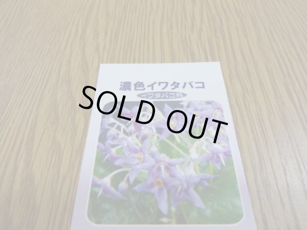 画像3: 濃紫イワタバコ (3)