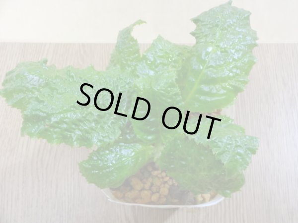 画像2: 白花イワタバコ (2)