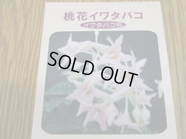 画像3: 桃花イワタバコ (3)