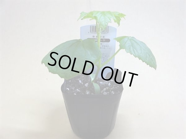 画像2: 沖縄ゴーヤ (2)