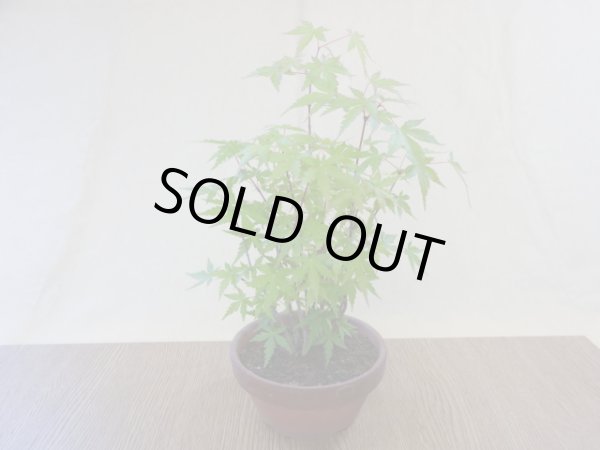 画像2: 山モミジ(1) (2)