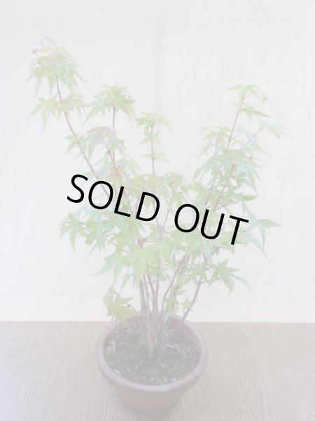 画像2: 山モミジ(3) (2)