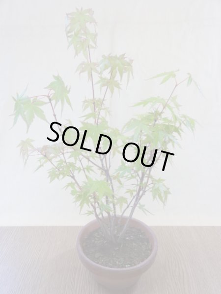 画像2: 山モミジ(2) (2)