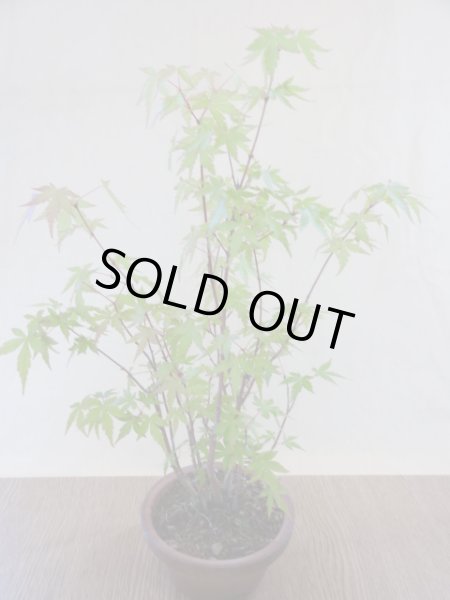 画像2: 山モミジ(5) (2)