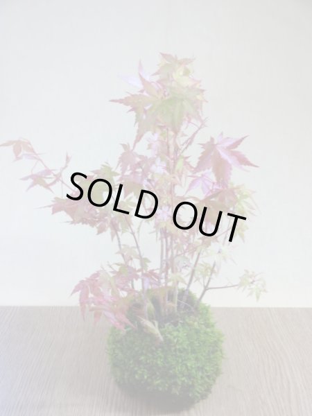 画像2: 苔玉(4) (2)