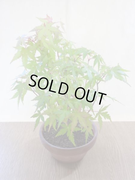 画像2: 山モミジ(4) (2)