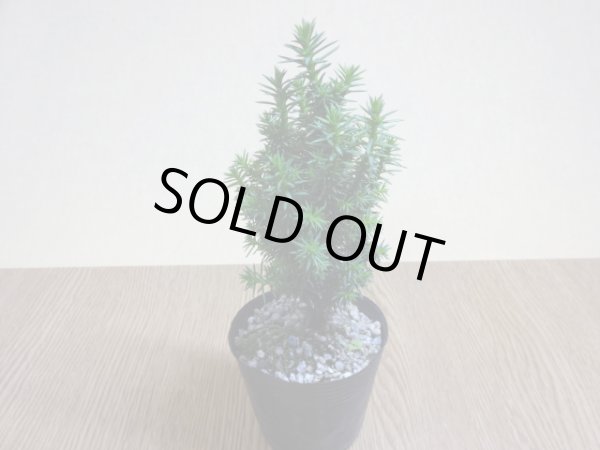 画像2: ビロード杉(1) (2)