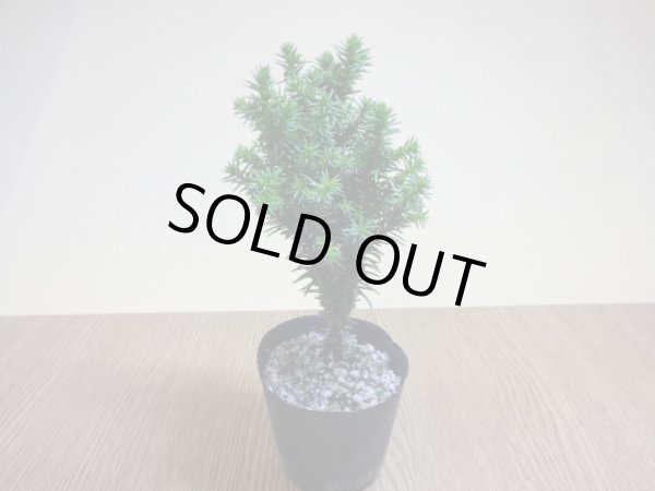 画像2: ビロード杉(2) (2)