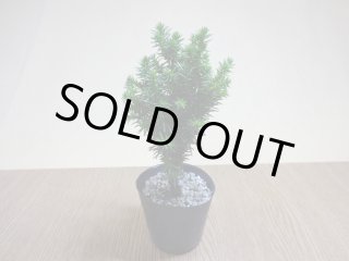 盆栽の販売通販（四国五葉松(2)） 株式会社 原田園芸（原田園芸）