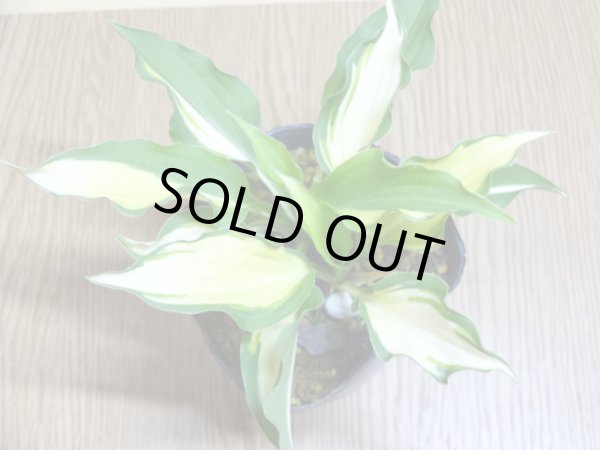 画像2: ギボウシ 霊峰 (2)