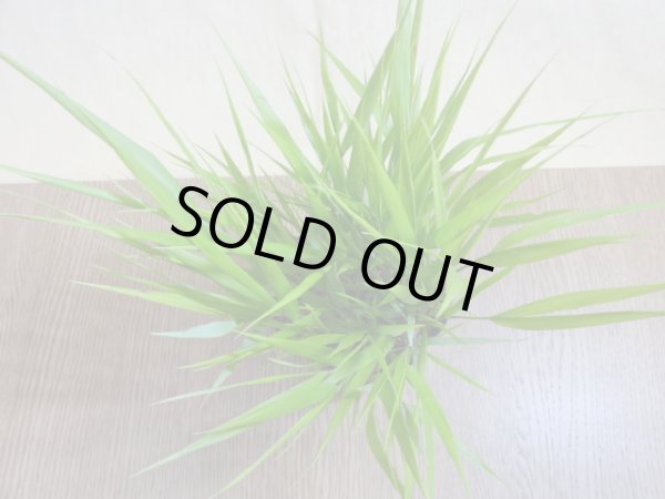 画像2: 姫風知草 (2)