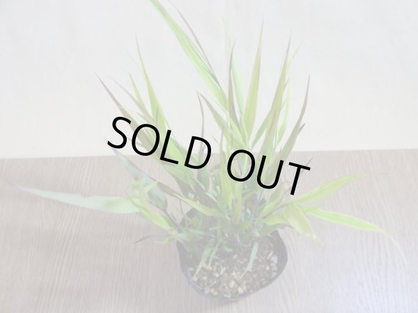 画像2: 紅風知草 (2)