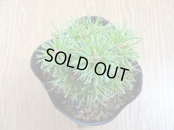 画像3: 四国五葉松(3) (3)