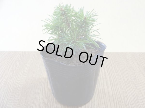 画像2: 四国五葉松(2) (2)