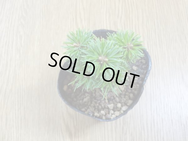 画像3: 四国五葉松(1) (3)