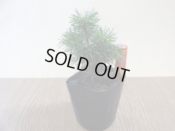 画像4: 四国五葉松(5) (4)