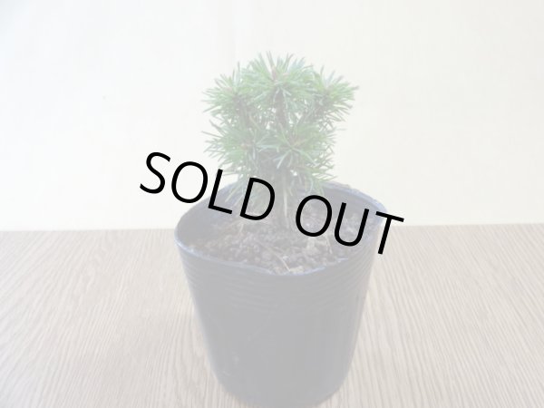 画像2: 四国五葉松(1) (2)