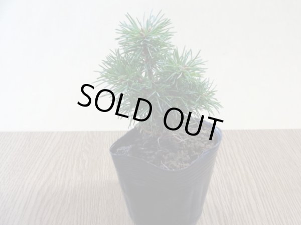 画像2: 四国五葉松(5) (2)