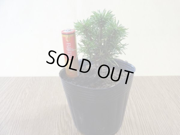 画像4: 四国五葉松(1) (4)