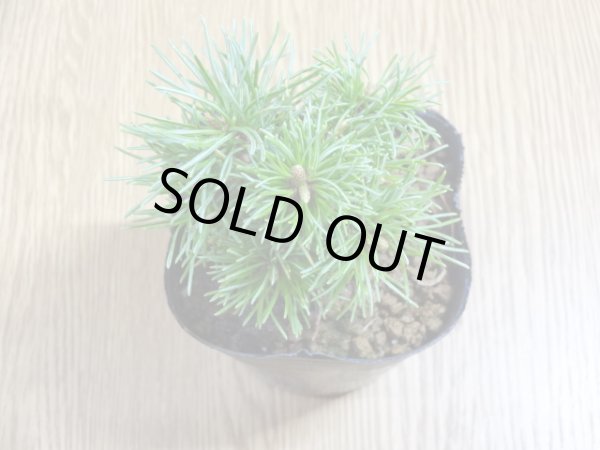 画像3: 四国五葉松(4) (3)